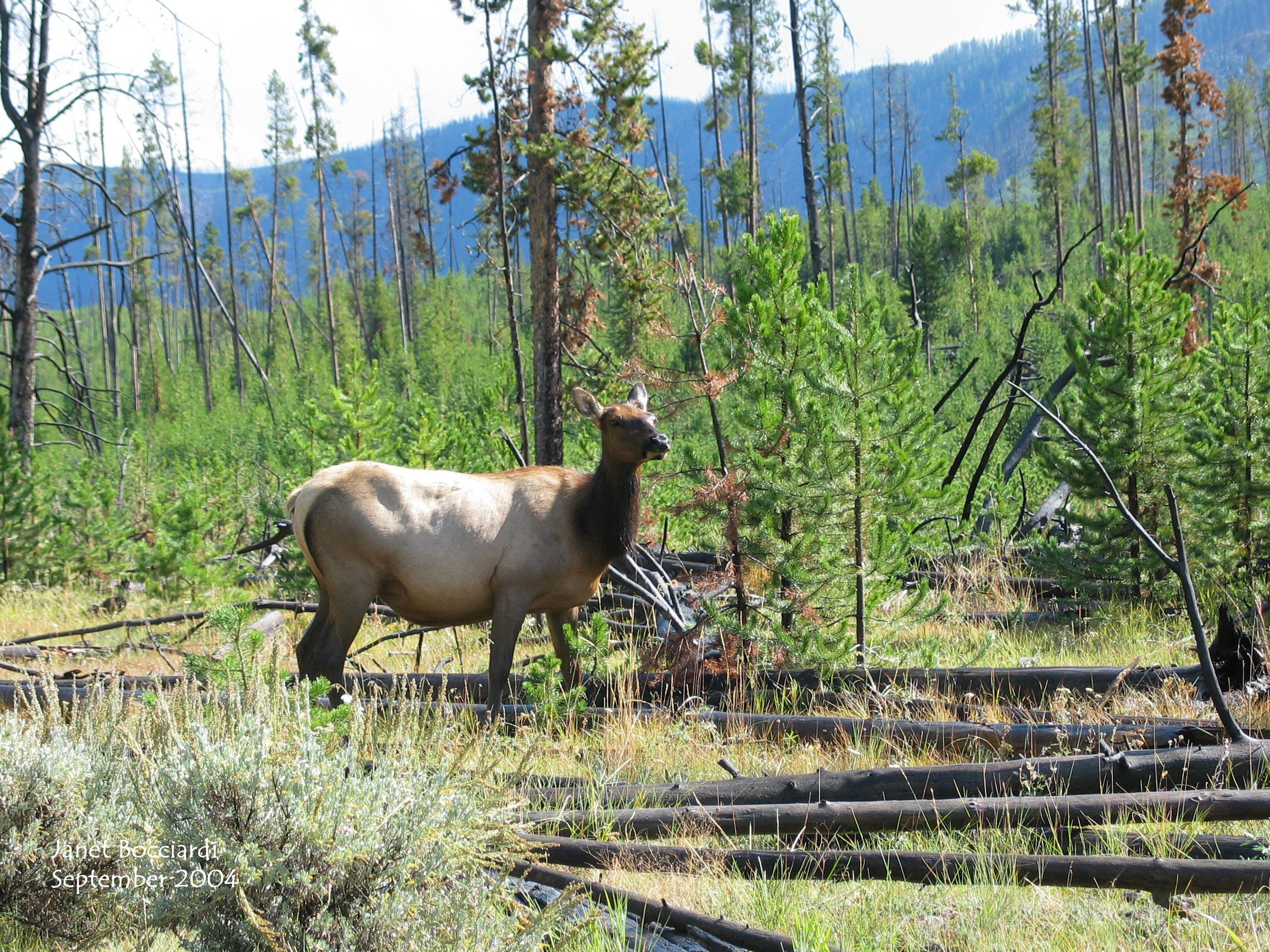 Elk in Yellowstone 2004