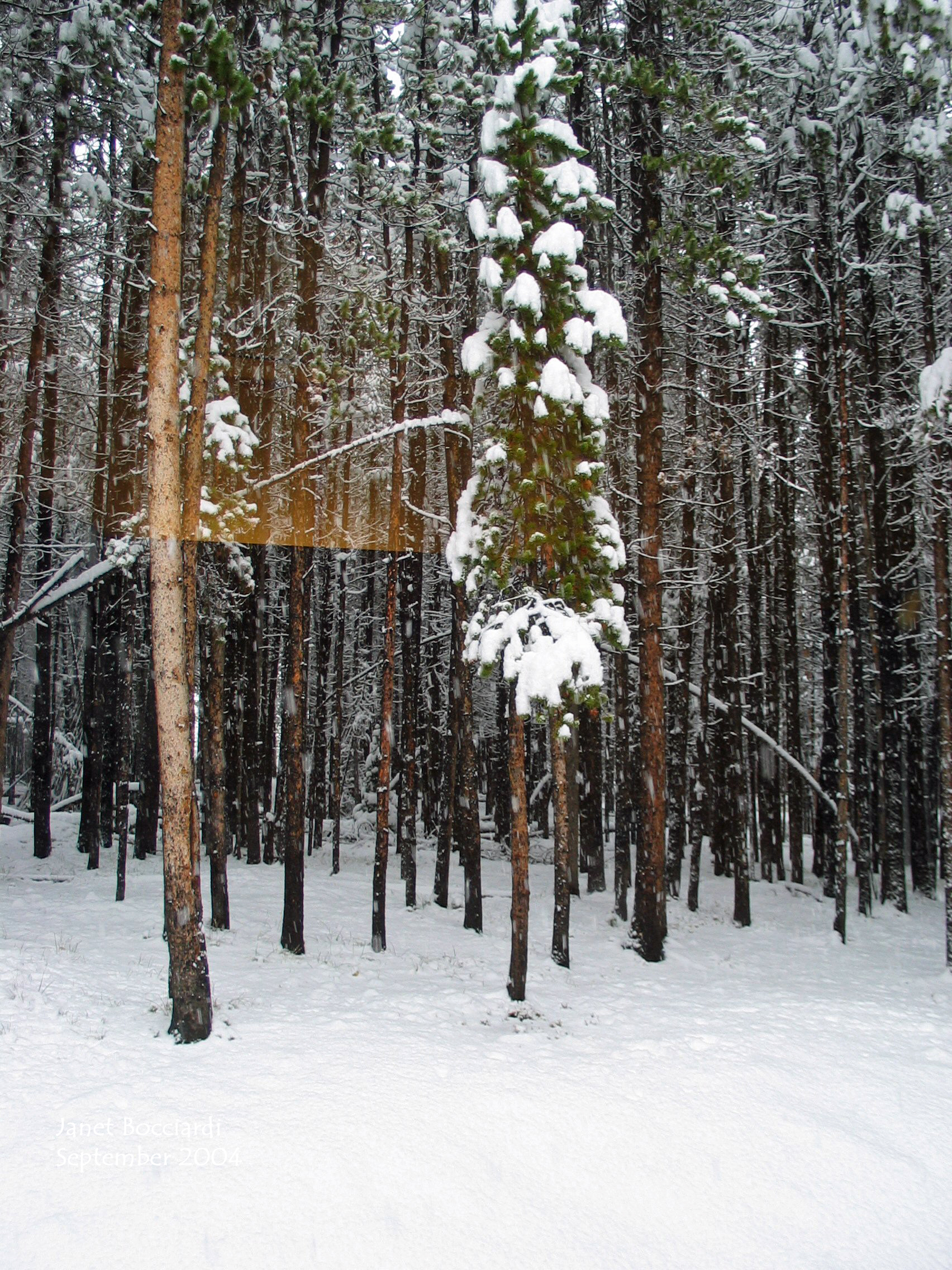 forest in Yellowstone from our cabin