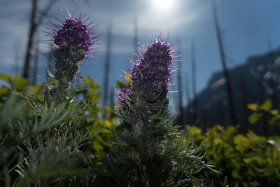 Silky Phacelia