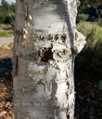 Birch bark