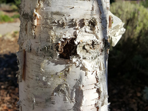 Birch bark